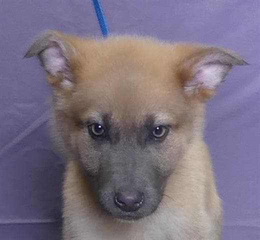 Brezzy - German Shepherd Dog