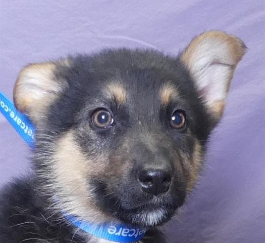 Drizzle - German Shepherd Dog