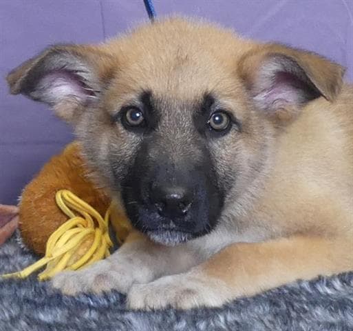 Gusty - German Shepherd Dog