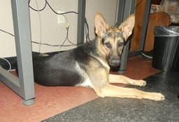 Heidi image 1