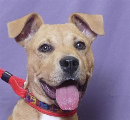 Parker - Pit Bull Terrier