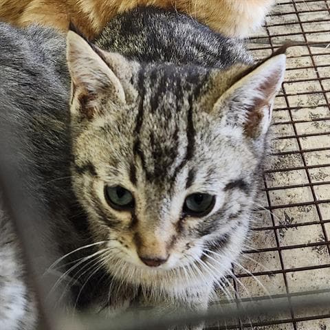 Cupid - Domestic Short Hair