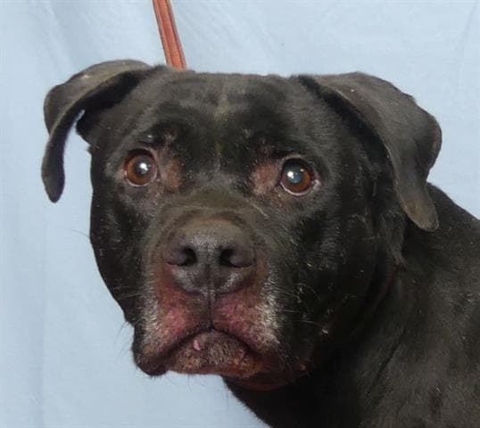 Gunny - Pit Bull Terrier