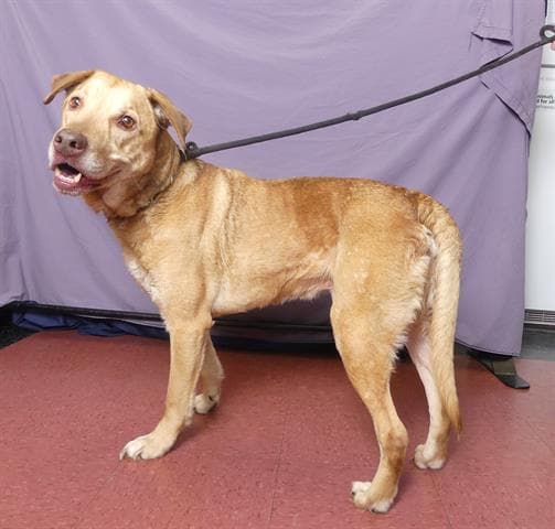 Max Golden - Labrador Retriever