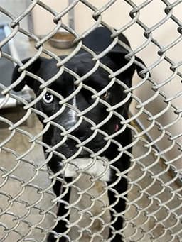 Aggie image 1