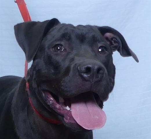 Knight - Cane Corso Mastiff