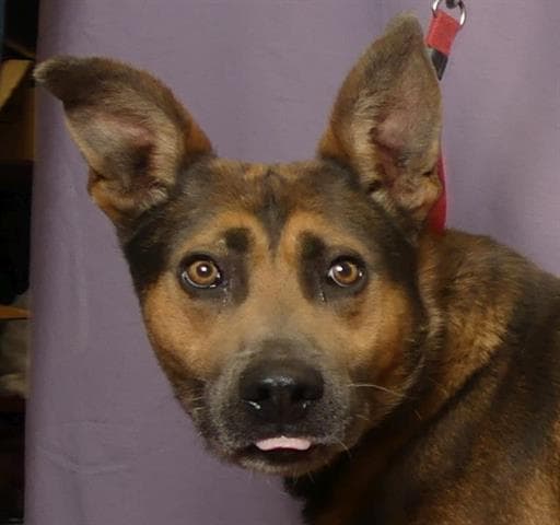 Dozer - German Shepherd Dog