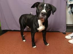 Rufus image 1
