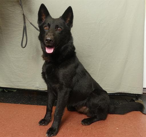 Majestic - German Shepherd Dog