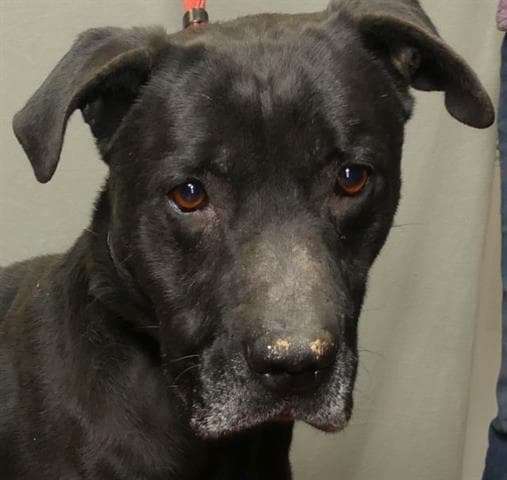 Sully - Labrador Retriever