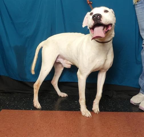 Smiley - Pit Bull Terrier