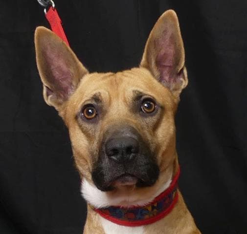 Weco - Belgian Shepherd Malinois