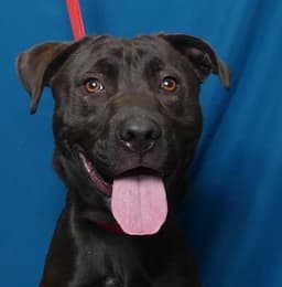 Kahlua image 1