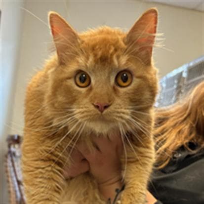 Rusty - Domestic Medium Hair