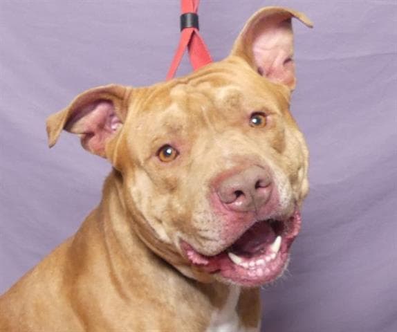 Bam - Pit Bull Terrier