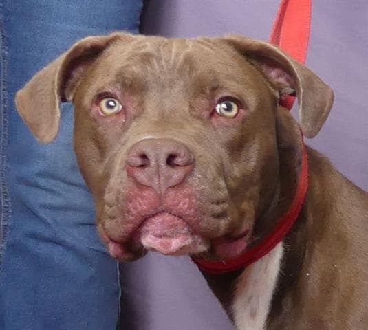 Ollie - Pit Bull Terrier