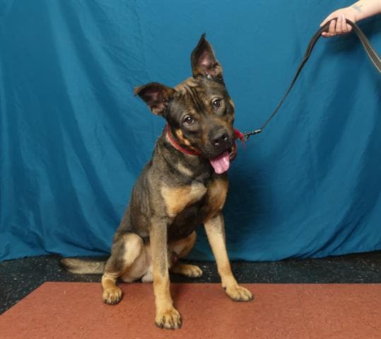 Broc - German Shepherd Dog