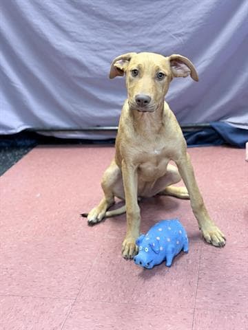 Tulip - Doberman Pinscher
