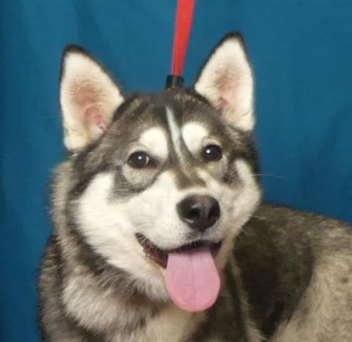 Pearl - Husky