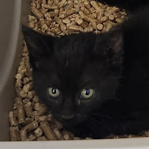 Ebony - Domestic Short Hair