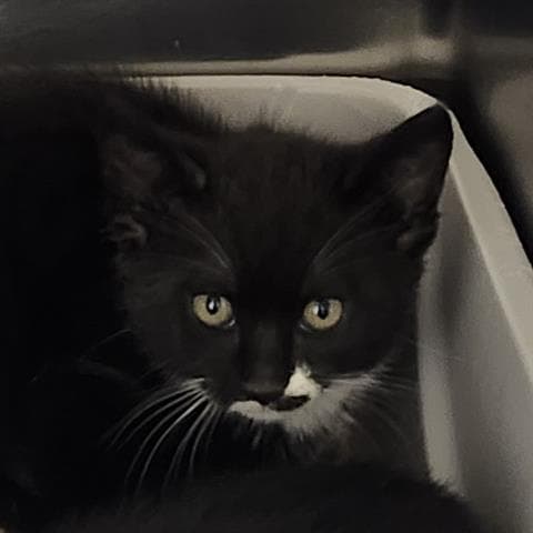 Oreo - Domestic Short Hair