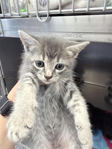 Dina - Domestic Short Hair