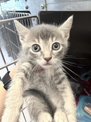 Bubbles - Domestic Short Hair