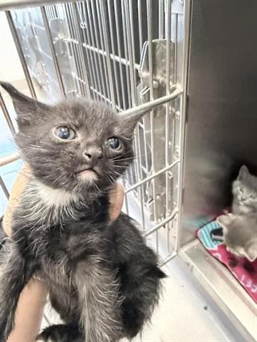 Princess - Domestic Short Hair