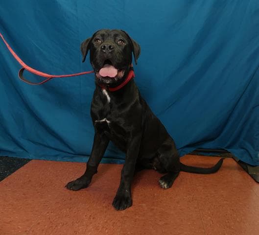 Raven - Mastiff