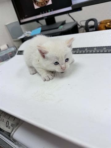 Unknown - Domestic Short Hair