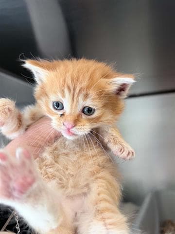 Unknown - Domestic Medium Hair