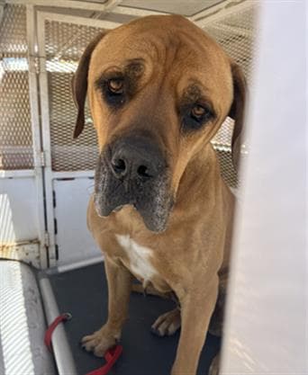 Sal - Mastiff