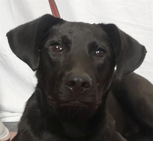 Buzz - Labrador Retriever