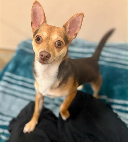 Sriracha - Chihuahua