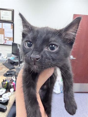 Unknown - Domestic Short Hair