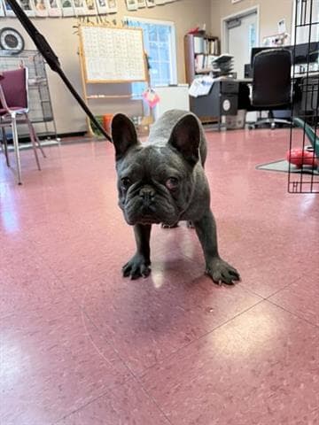 Leroy - French Bulldog