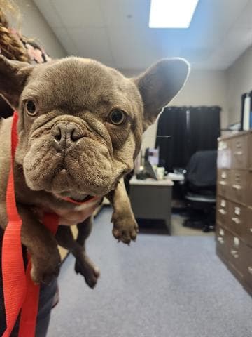 Stitch - French Bulldog