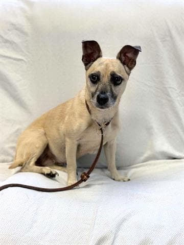 Pickles - Chihuahua