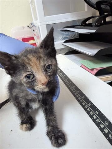 Unknown - Domestic Short Hair