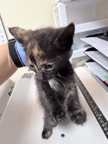 Unknown - Domestic Short Hair