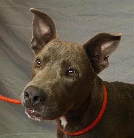 Bernardo - Pit Bull Terrier