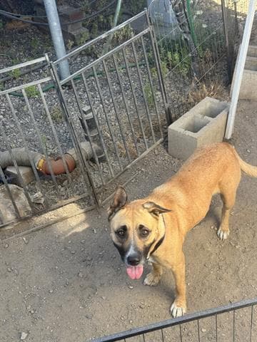 Zella - German Shepherd Dog