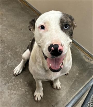 Fern - Catahoula Leopard Dog
