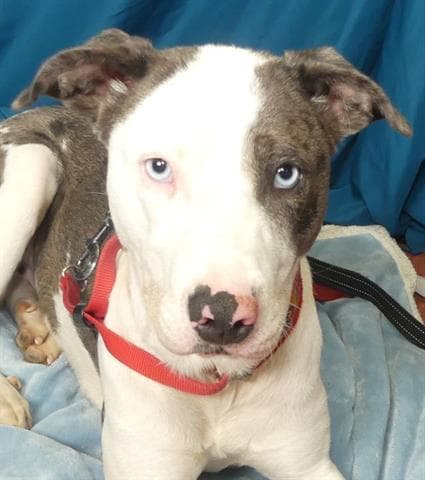 Fern - Catahoula Leopard Dog