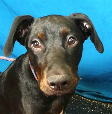 Wilber - Doberman Pinscher