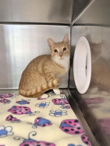 Goldilocks - Domestic Short Hair