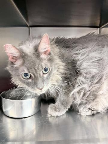 Unknown - Maine Coon