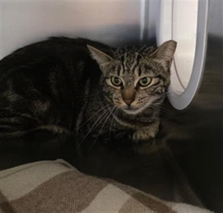Unknown - Domestic Short Hair