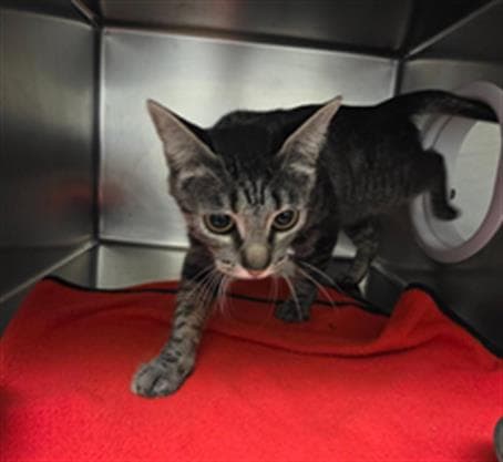 Unknown - Domestic Short Hair