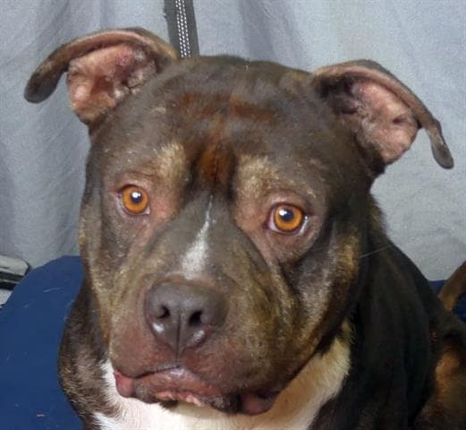 Hulk - Pit Bull Terrier